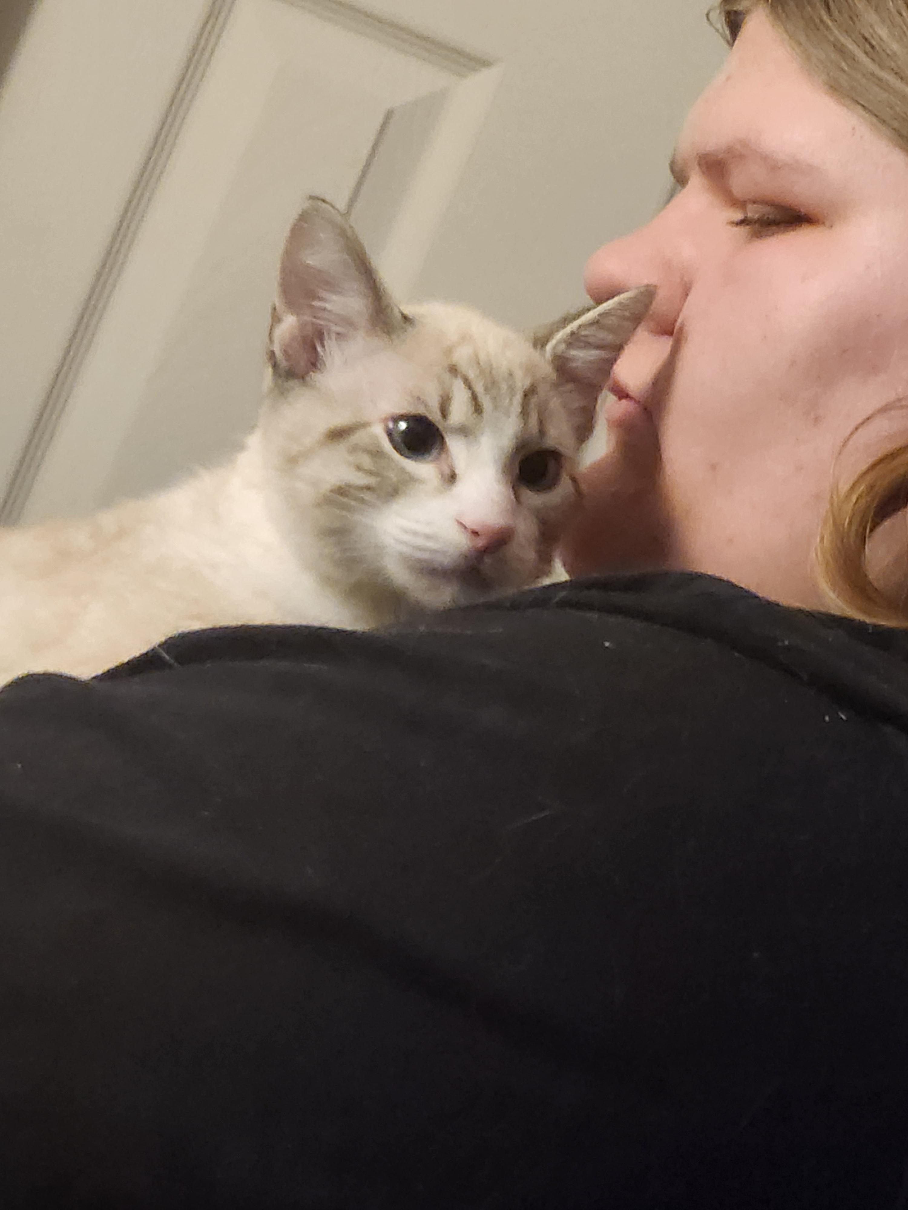Buzz, a ADOPTABLE Domestic Short Hair in Mount Pleasant, TX image 2/2