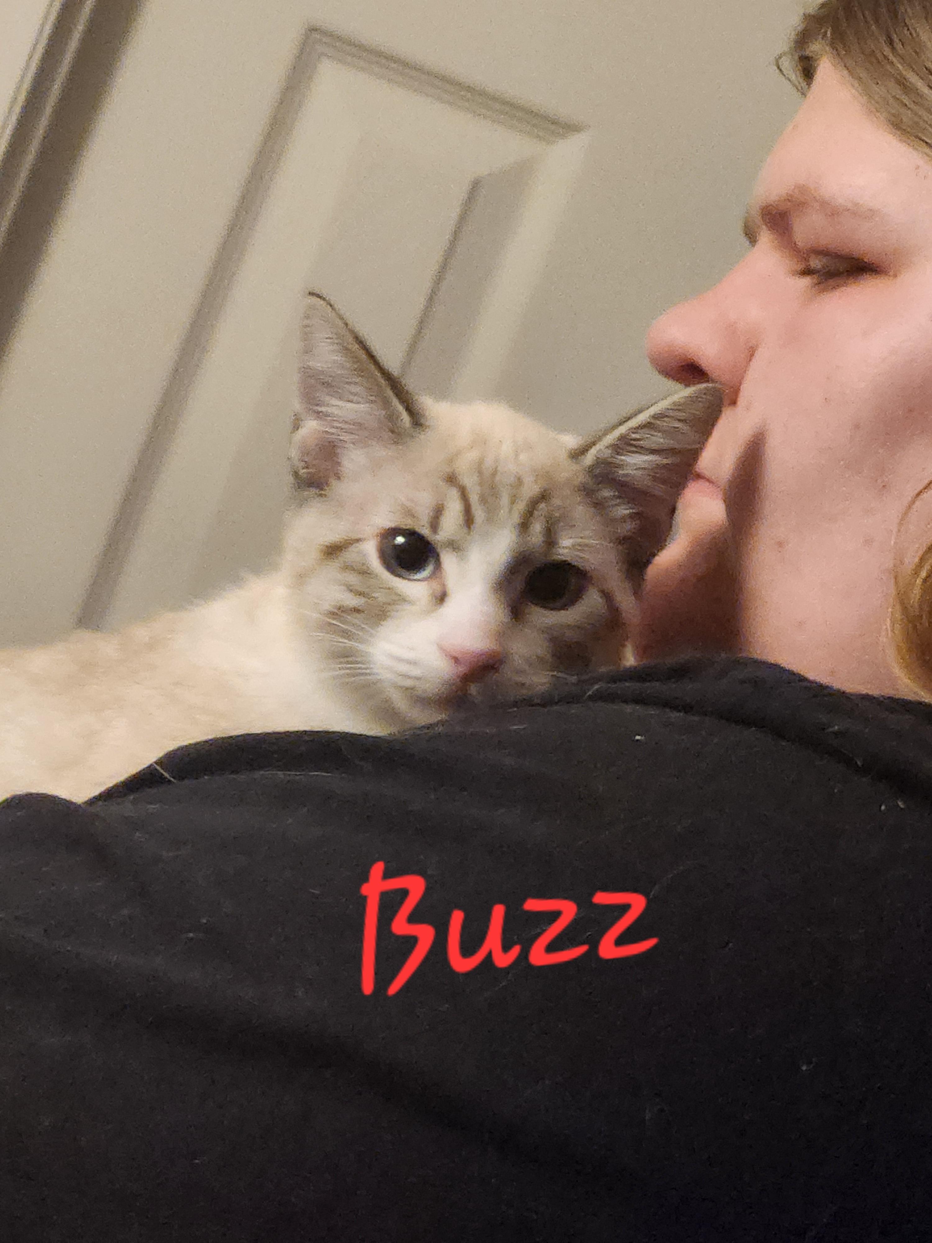 Buzz, ADOPTABLE, Young Male Domestic Short Hair.