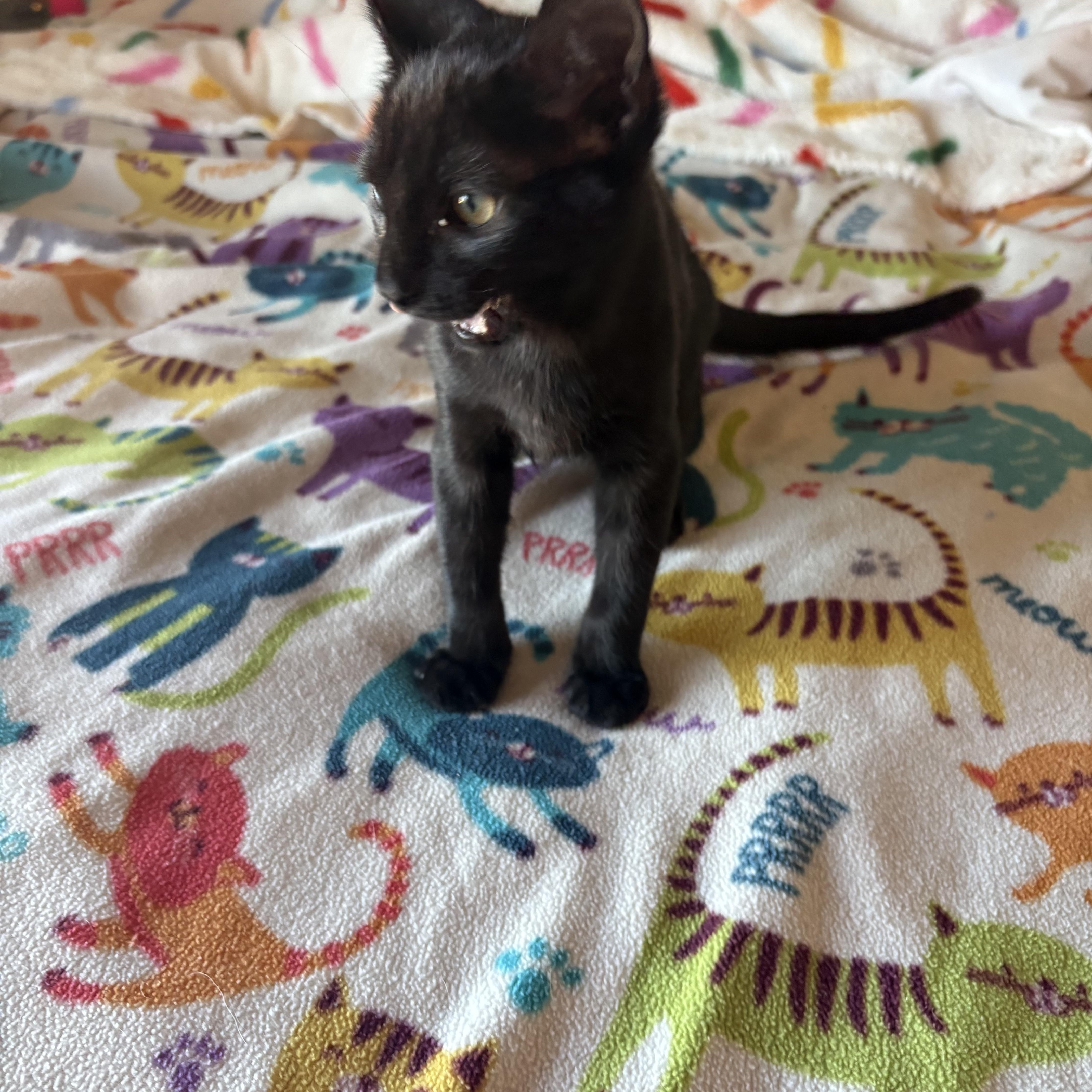 Enlarge Fudge, a ADOPTABLE Domestic Short Hair in SCOTTSDALE, AZ image 2/3