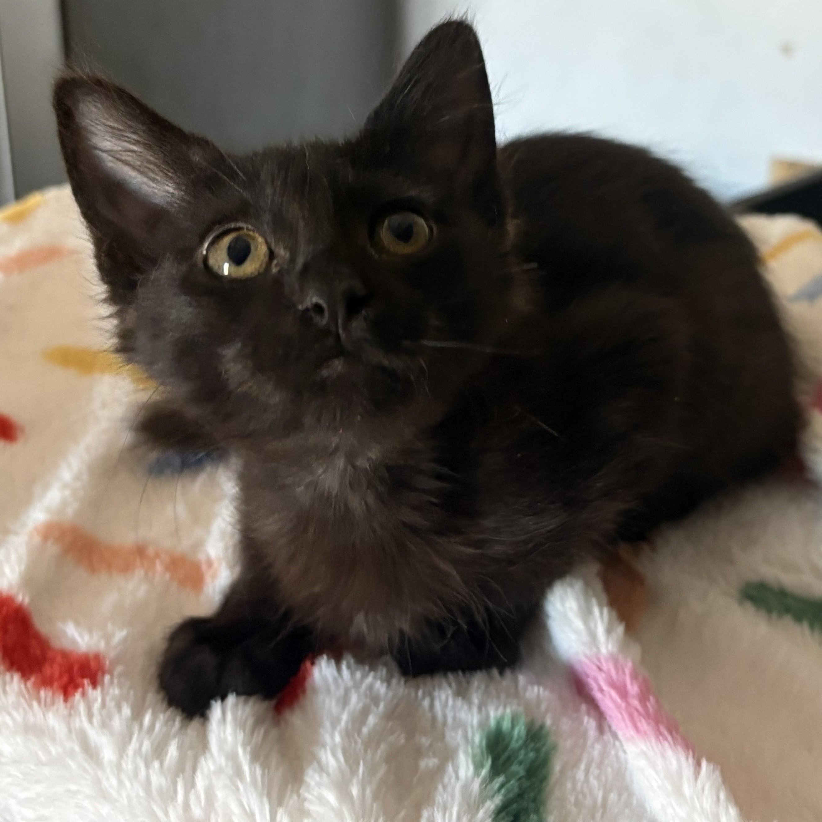 Enlarge Fudge, a ADOPTABLE Domestic Short Hair in SCOTTSDALE, AZ image 1/3