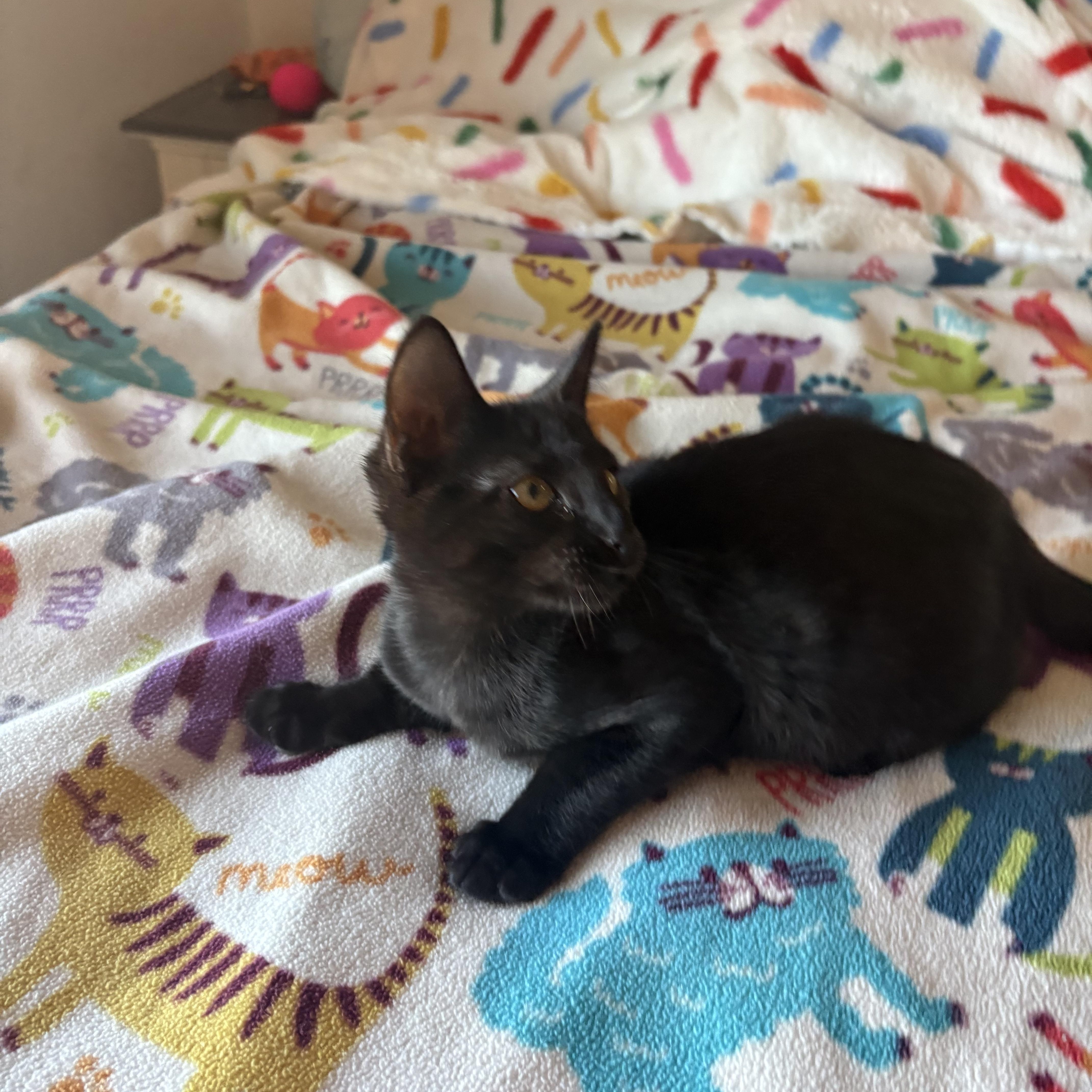 Enlarge Fudge, a ADOPTABLE Domestic Short Hair in SCOTTSDALE, AZ image 3/3