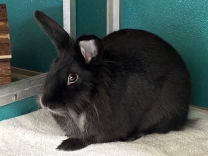 Baby Chunk, Adoptable, Baby Female Bunny Rabbit & Bunny Rabbit.