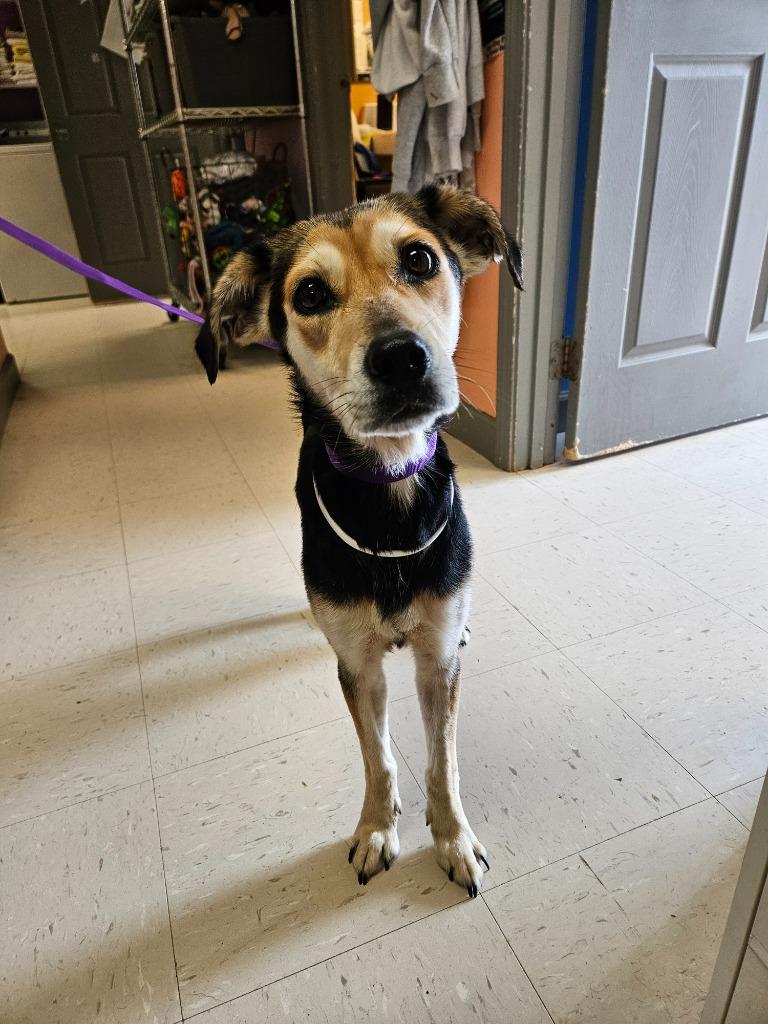 River, Adoptable, Young Female Mixed Breed.