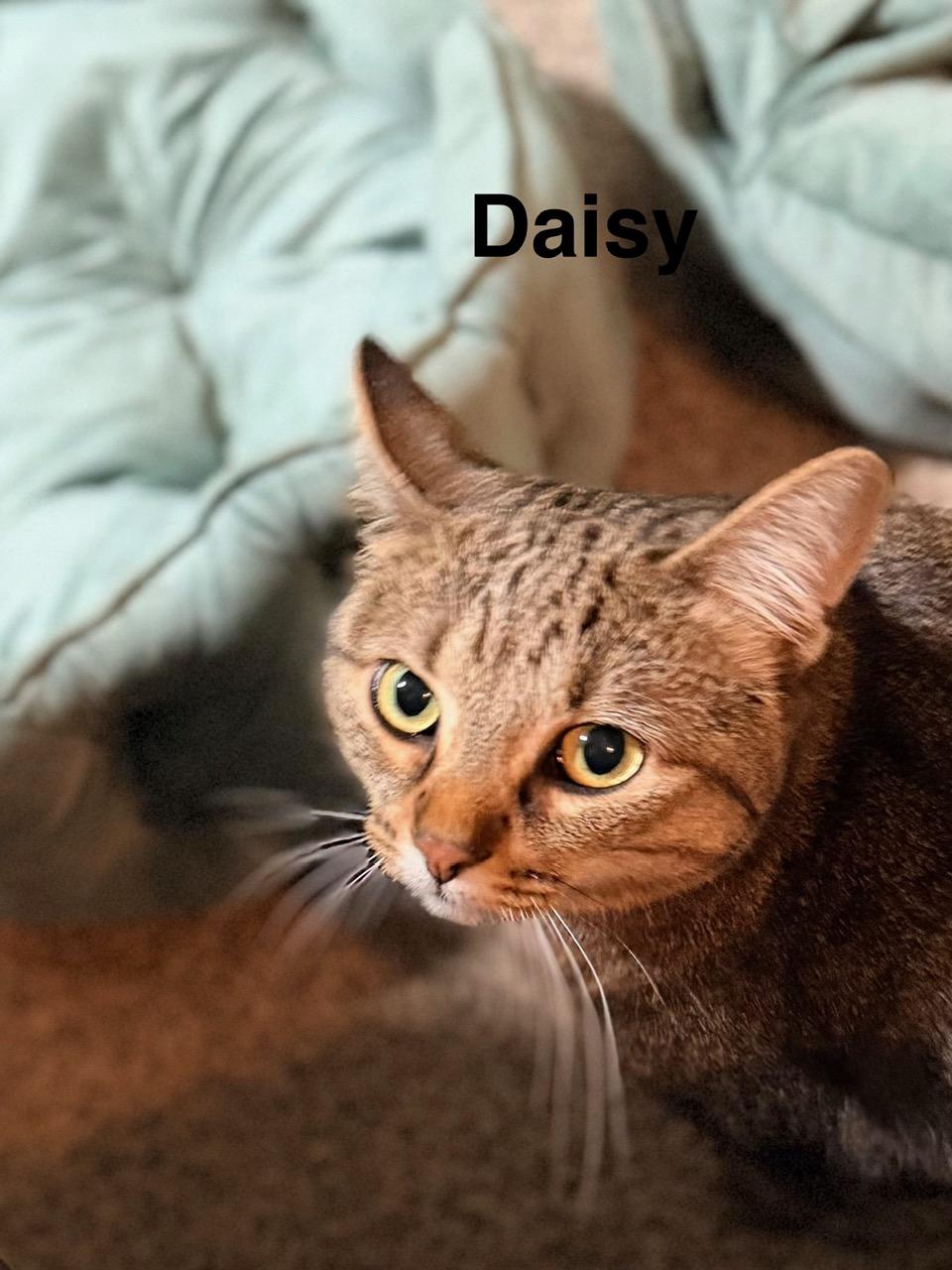 Daisy, ADOPTABLE, Adult Female Domestic Short Hair.