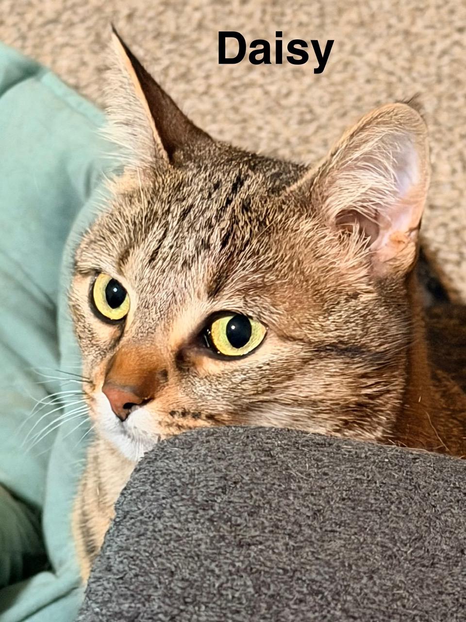 Daisy, a ADOPTABLE Domestic Short Hair in Kenosha , WI image 2/2