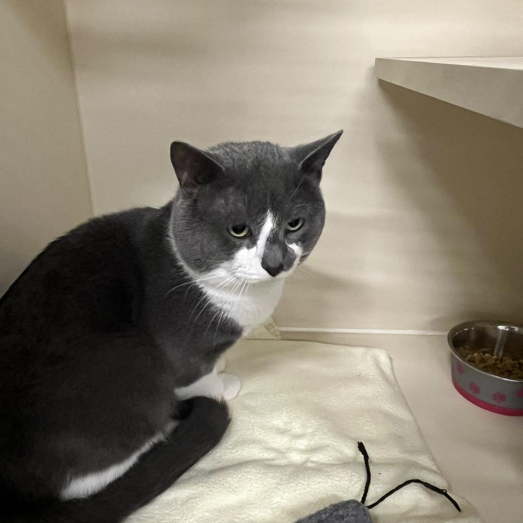 Jarvis, Adoptable, Adult Male Domestic Short Hair.
