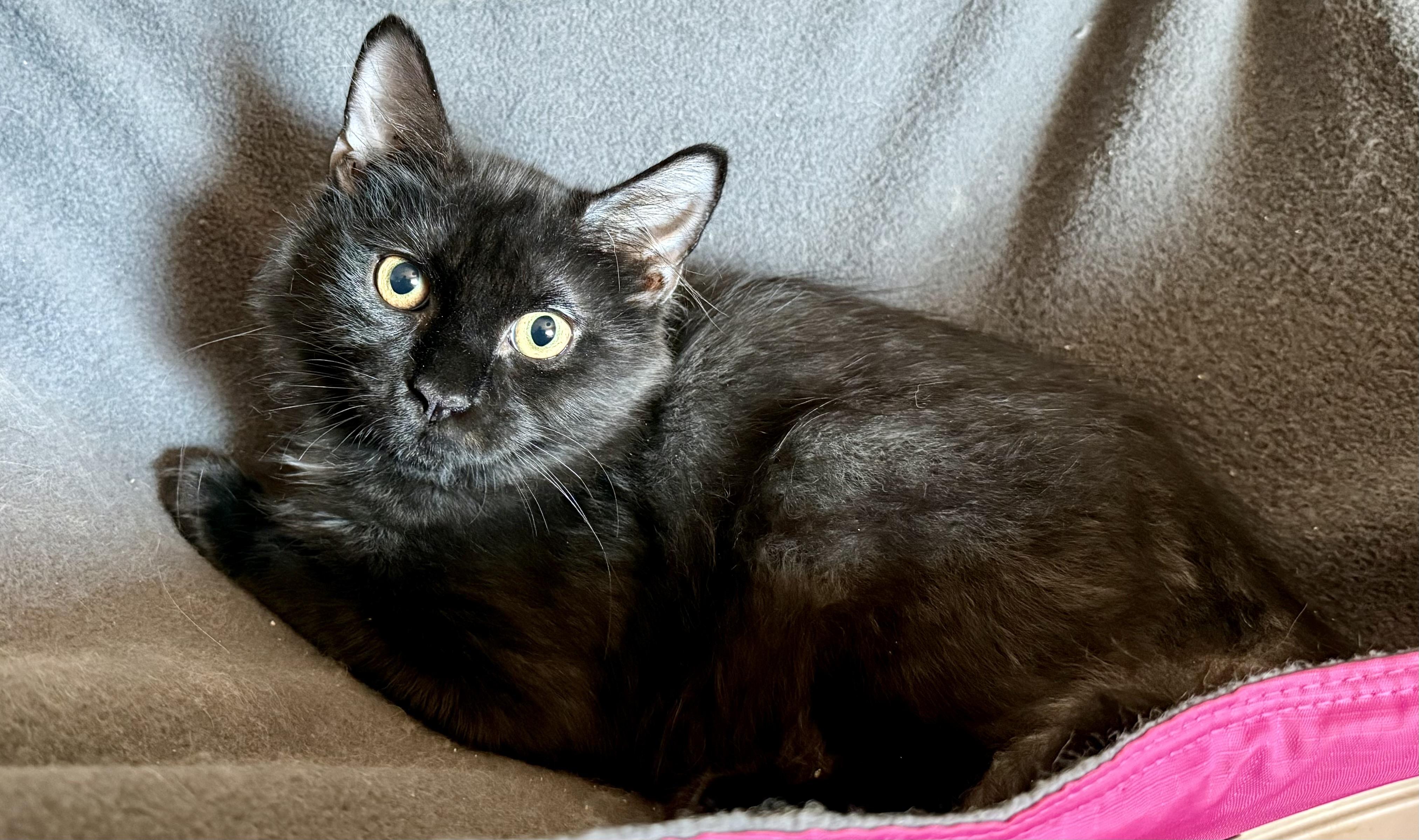 Enlarge Cooper, a ADOPTABLE Domestic Long Hair in Johnson City, TN image 1/1