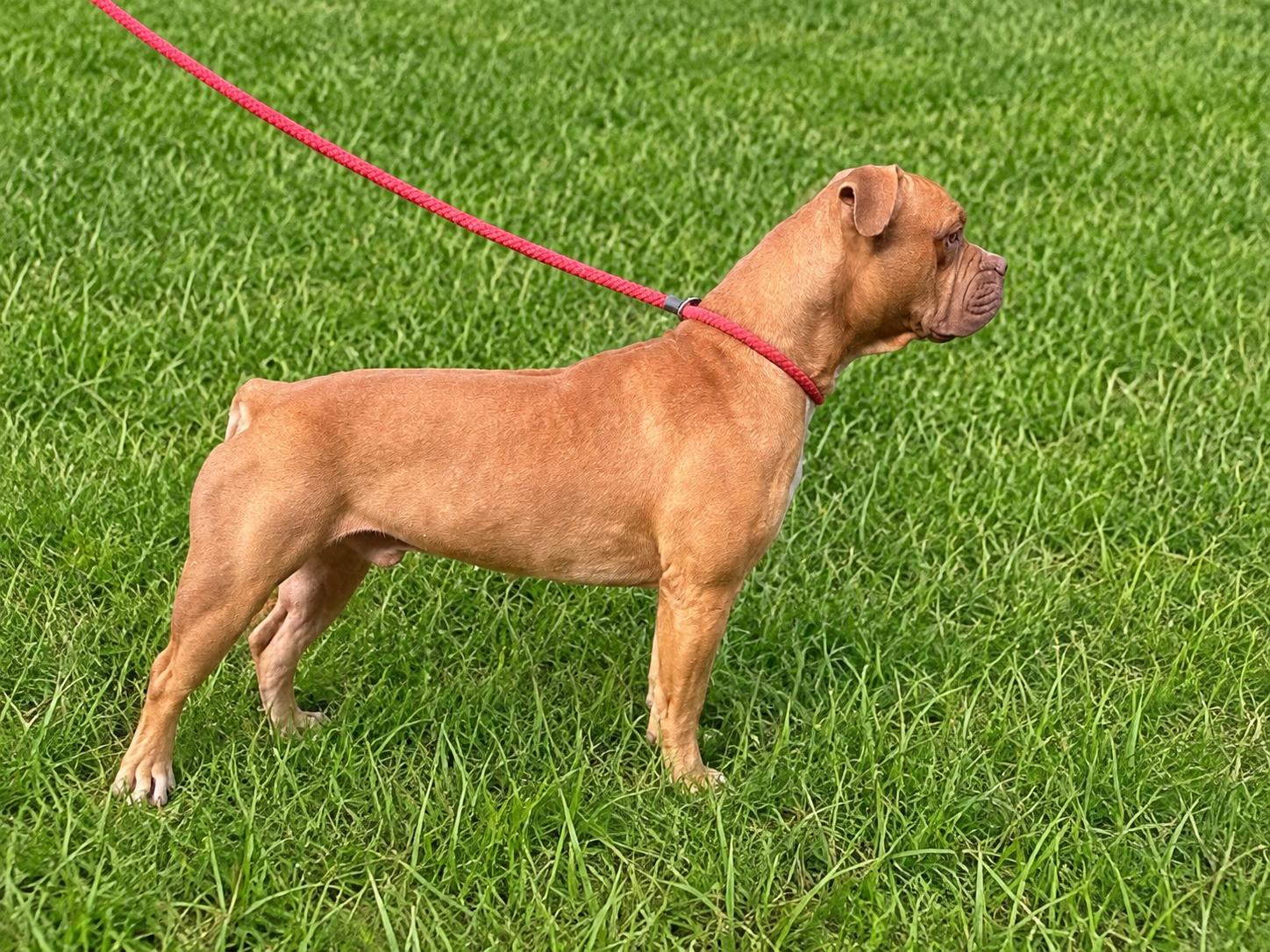 Enlarge Beau, a ADOPTABLE mixed breed in Orangeburg, SC image 2/4