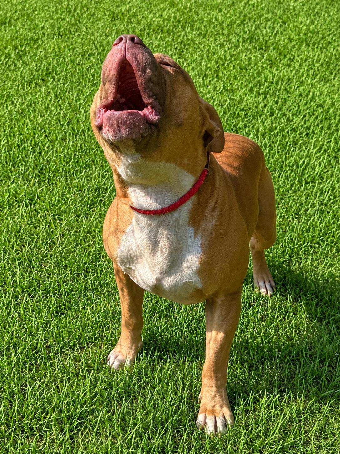 Enlarge Beau, a ADOPTABLE mixed breed in Orangeburg, SC image 4/4