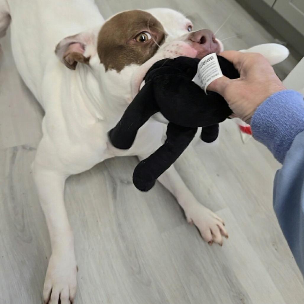 Enlarge Darling, a Adoptable Pit Bull Terrier in Pennsville, NJ image 1/5