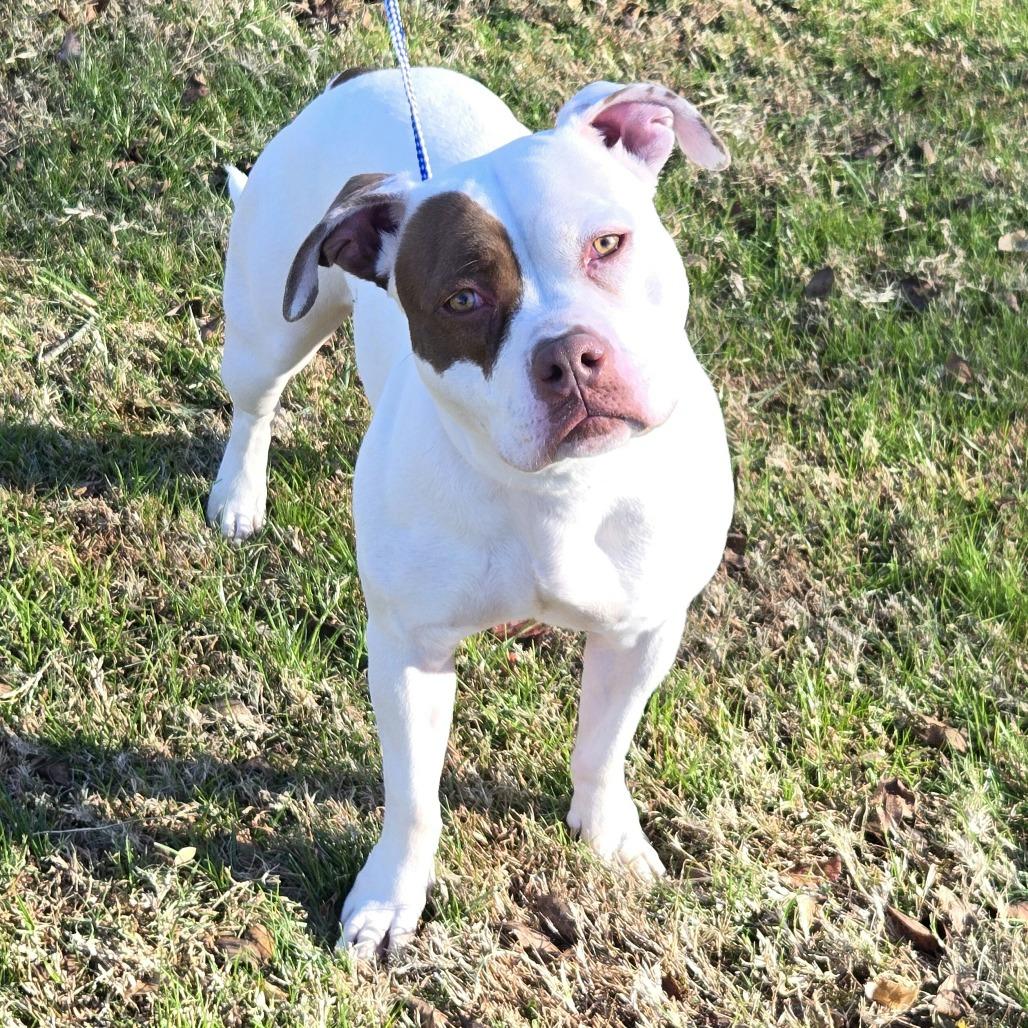 Enlarge Darling, a Adoptable Pit Bull Terrier in Pennsville, NJ image 3/5