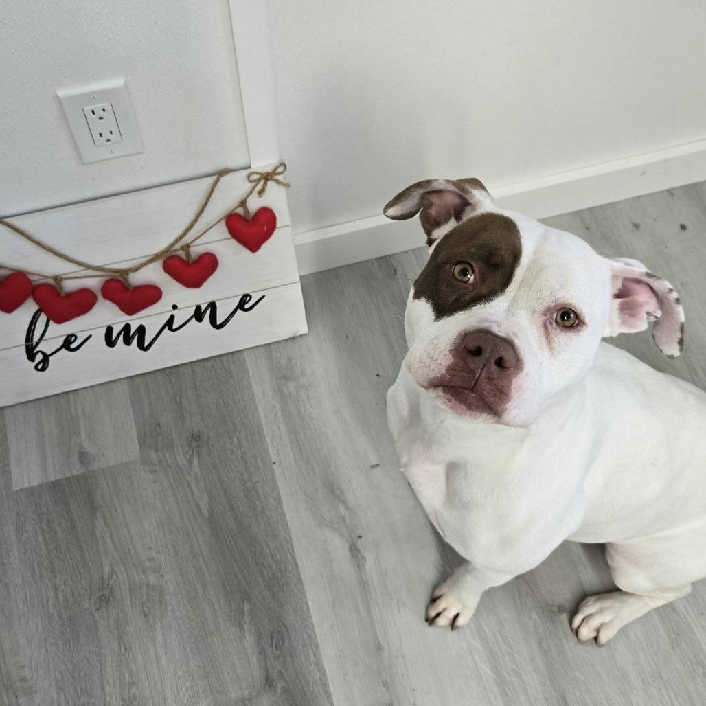 Enlarge Darling, a Adoptable Pit Bull Terrier in Pennsville, NJ image 4/5