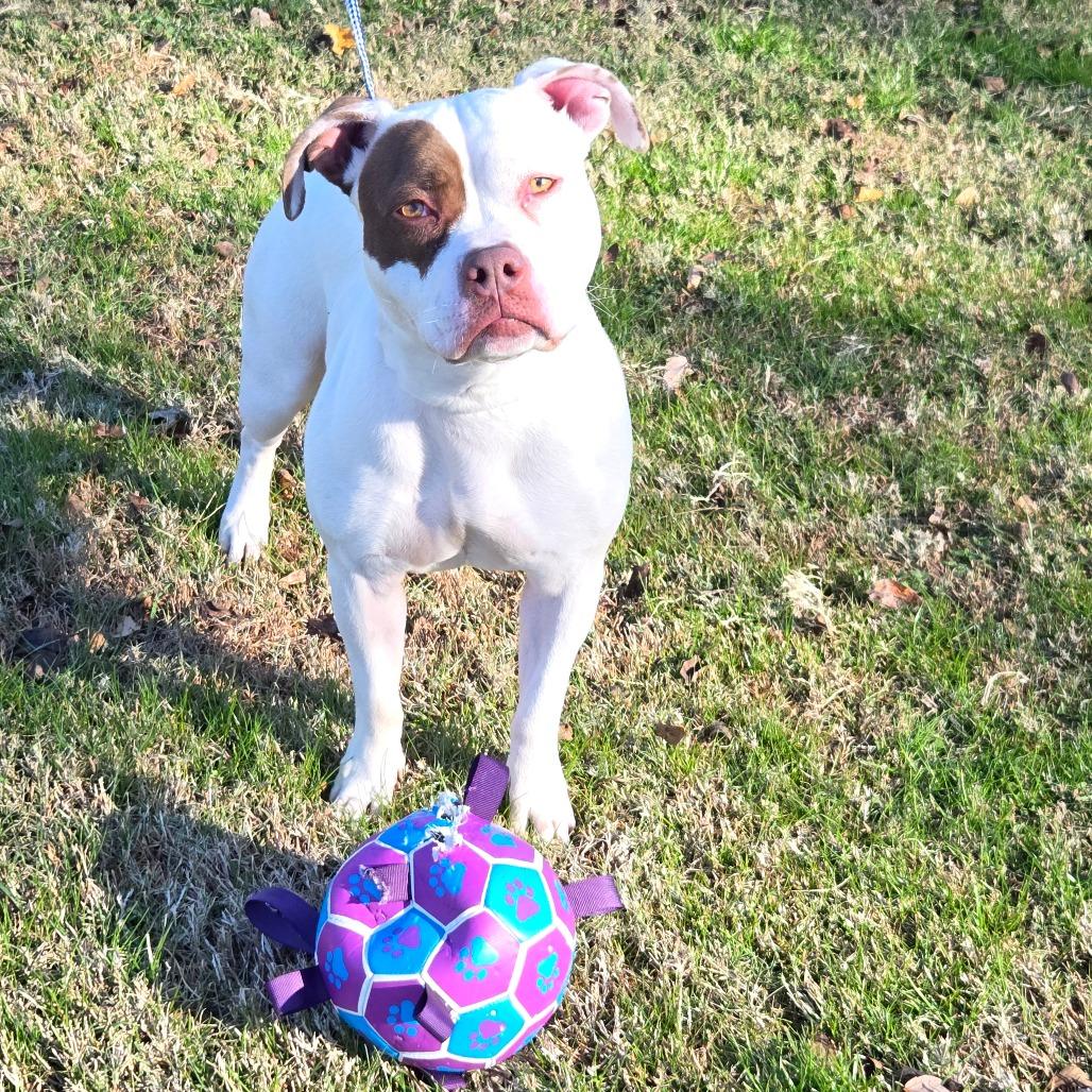 Enlarge Darling, a Adoptable Pit Bull Terrier in Pennsville, NJ image 5/5