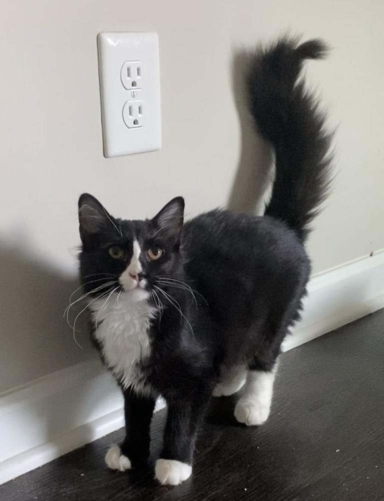 Ellen Degeneres - BNP, Adopted, Kitten Female Domestic Medium Hair.