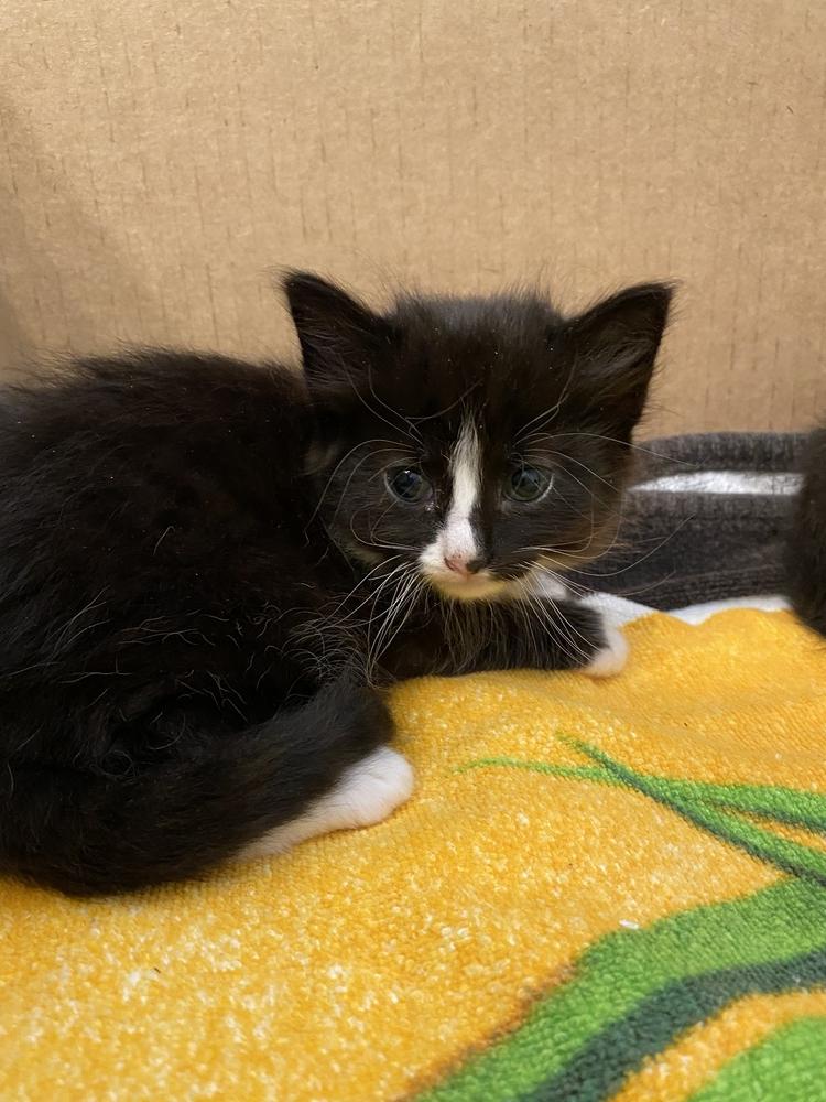 Ellen Degeneres - BNP, a Adopted Domestic Medium Hair in Greenville, SC image 2/4