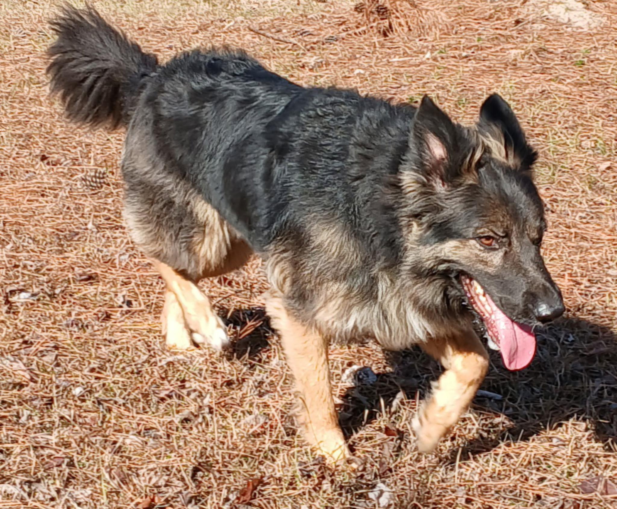 Enlarge Navathe, a ADOPTABLE German Shepherd Dog in Rome, GA image 2/2