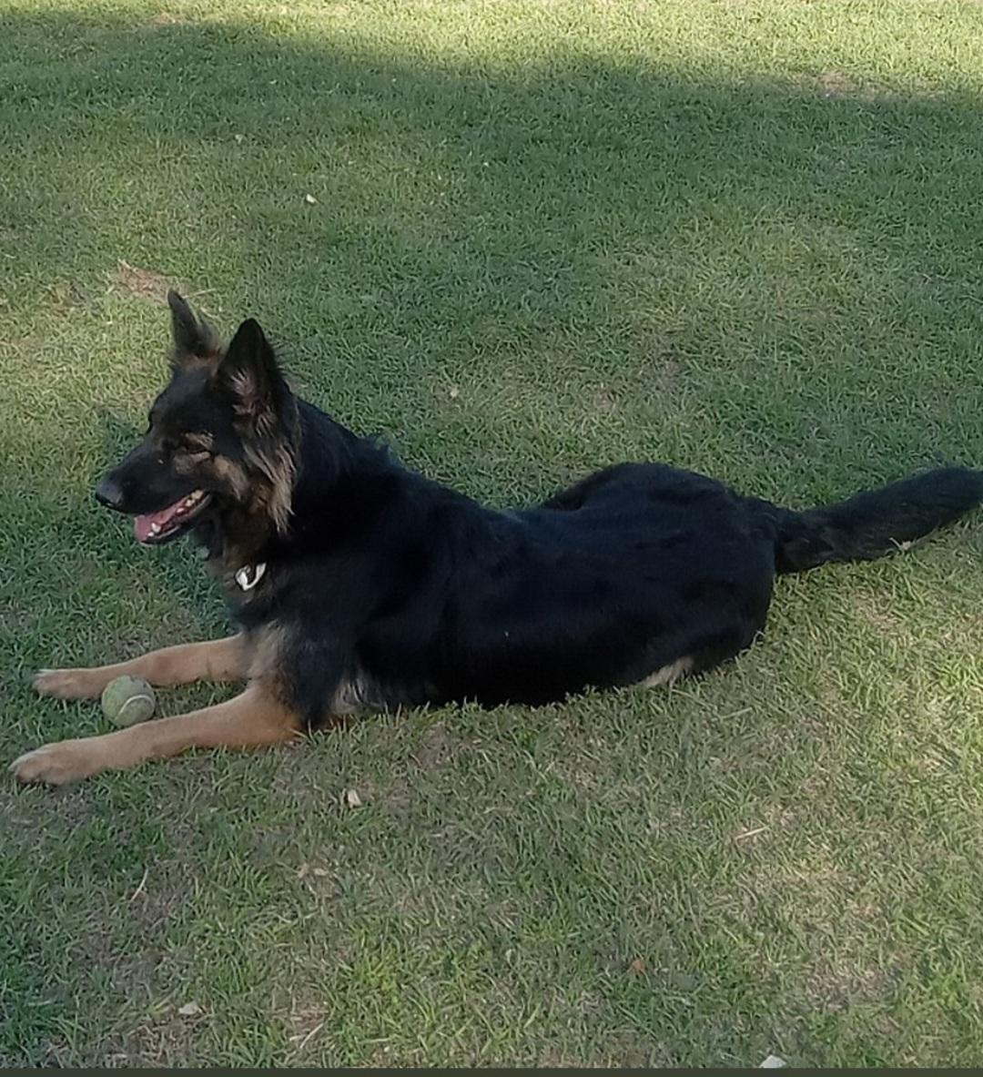 Enlarge Navathe, a ADOPTABLE German Shepherd Dog in Rome, GA image 1/2