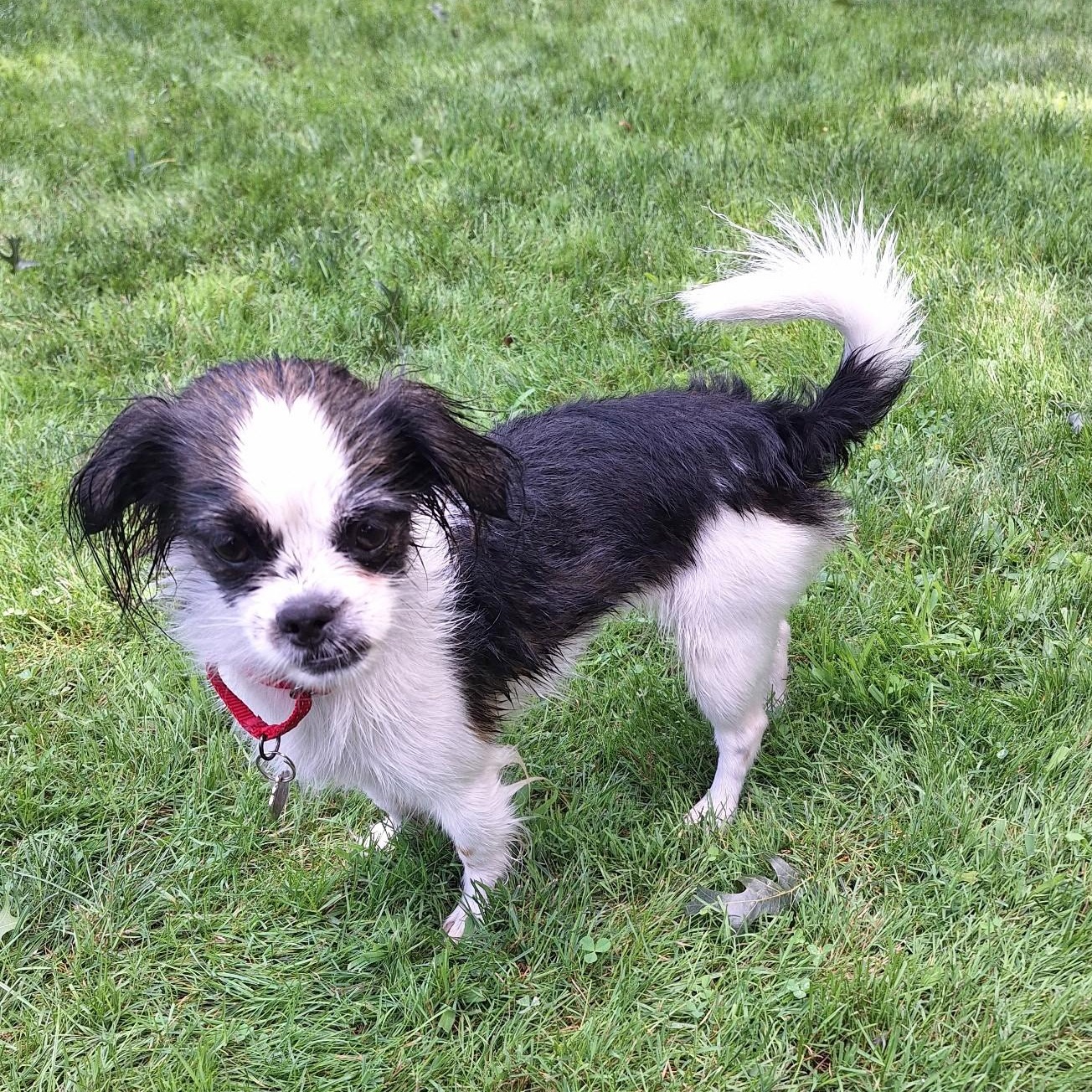 Enlarge Mercedes, a ADOPTABLE mixed breed in Grafton, OH image 5/5