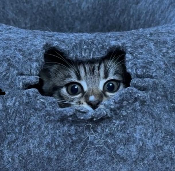 Enlarge Muffs, an adopted mixed breed in Vineyard Haven, MA image 1/6