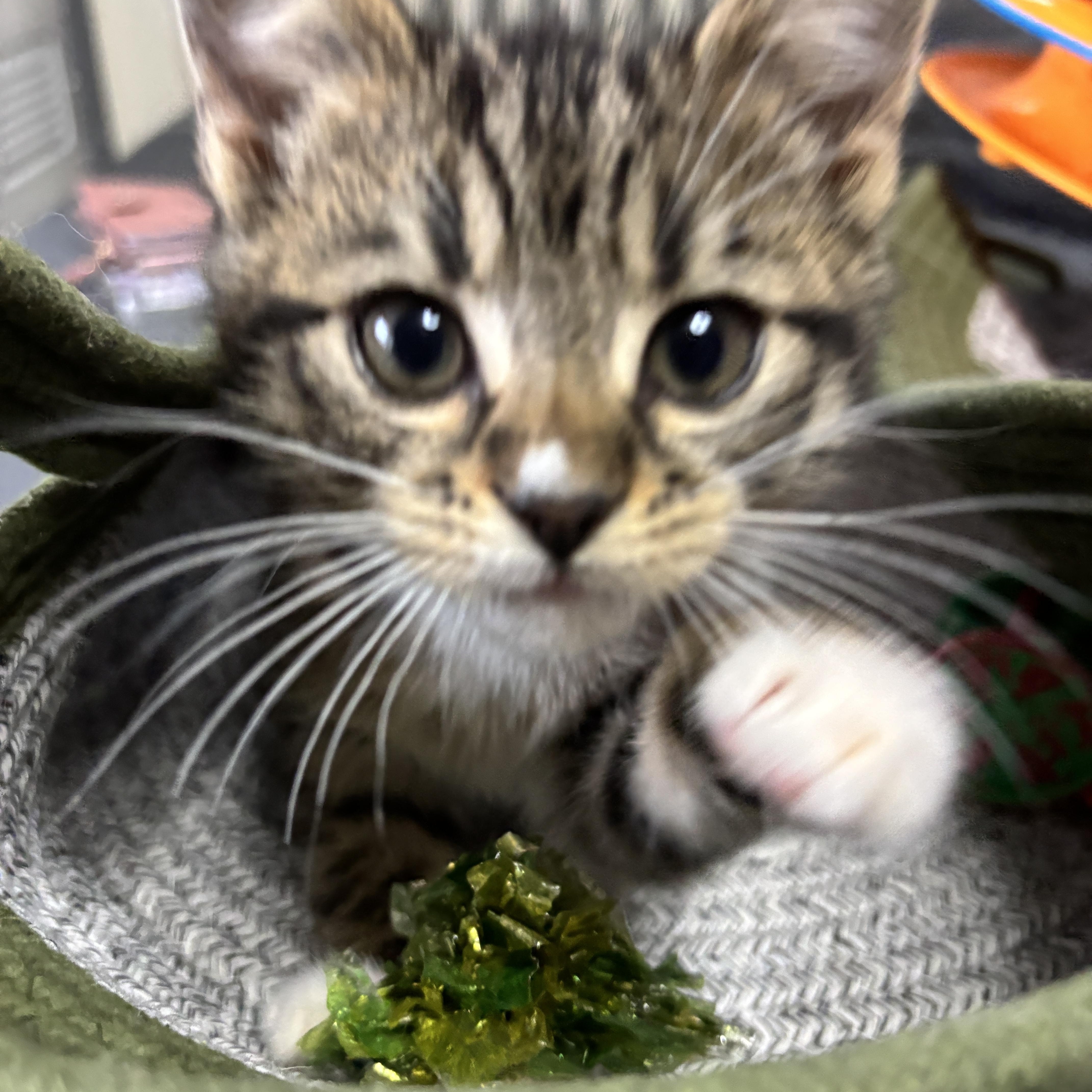 Enlarge Muffs, an adopted mixed breed in Vineyard Haven, MA image 3/6