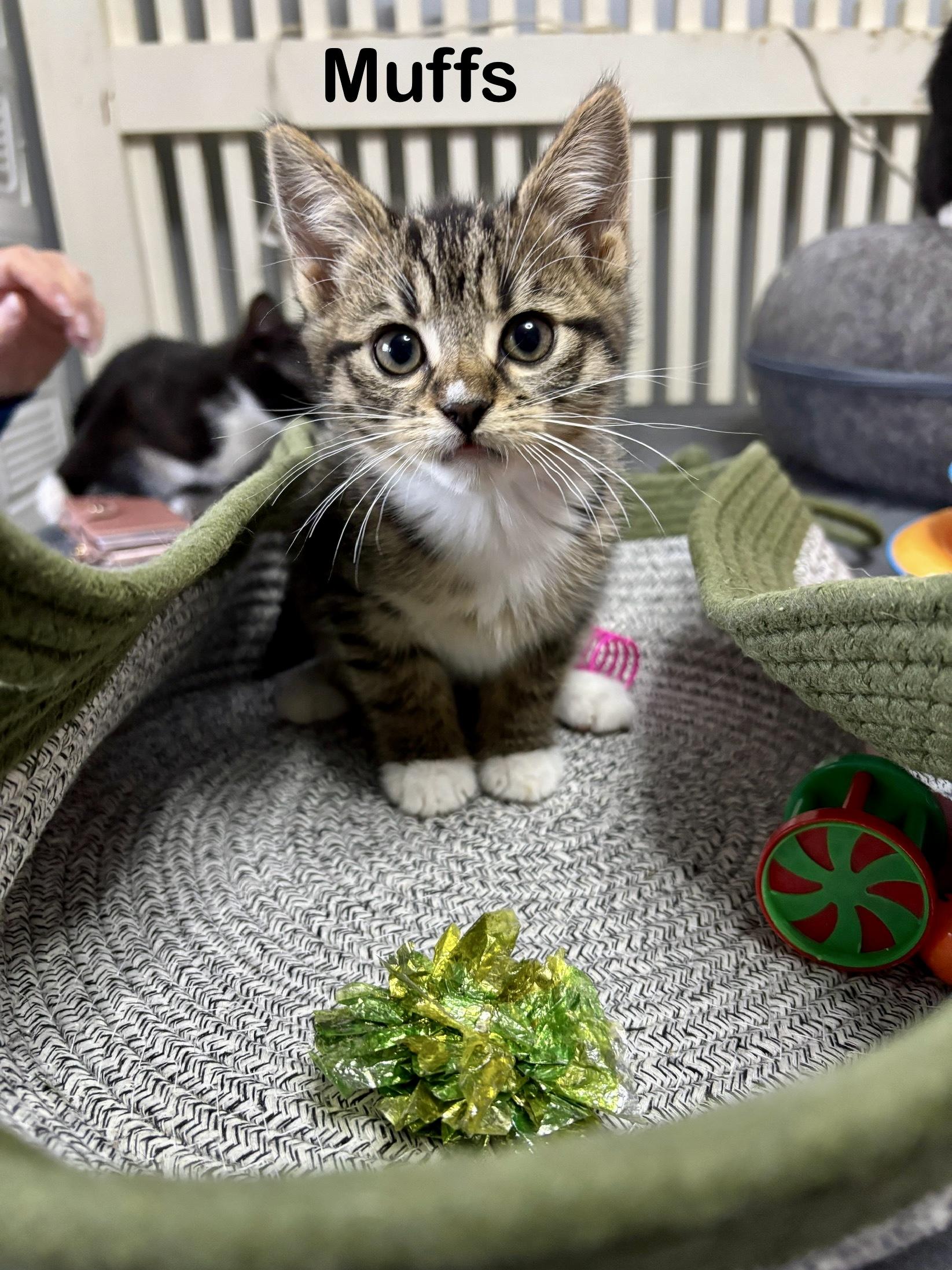 Muffs, adopted, Kitten Female Domestic Short Hair.