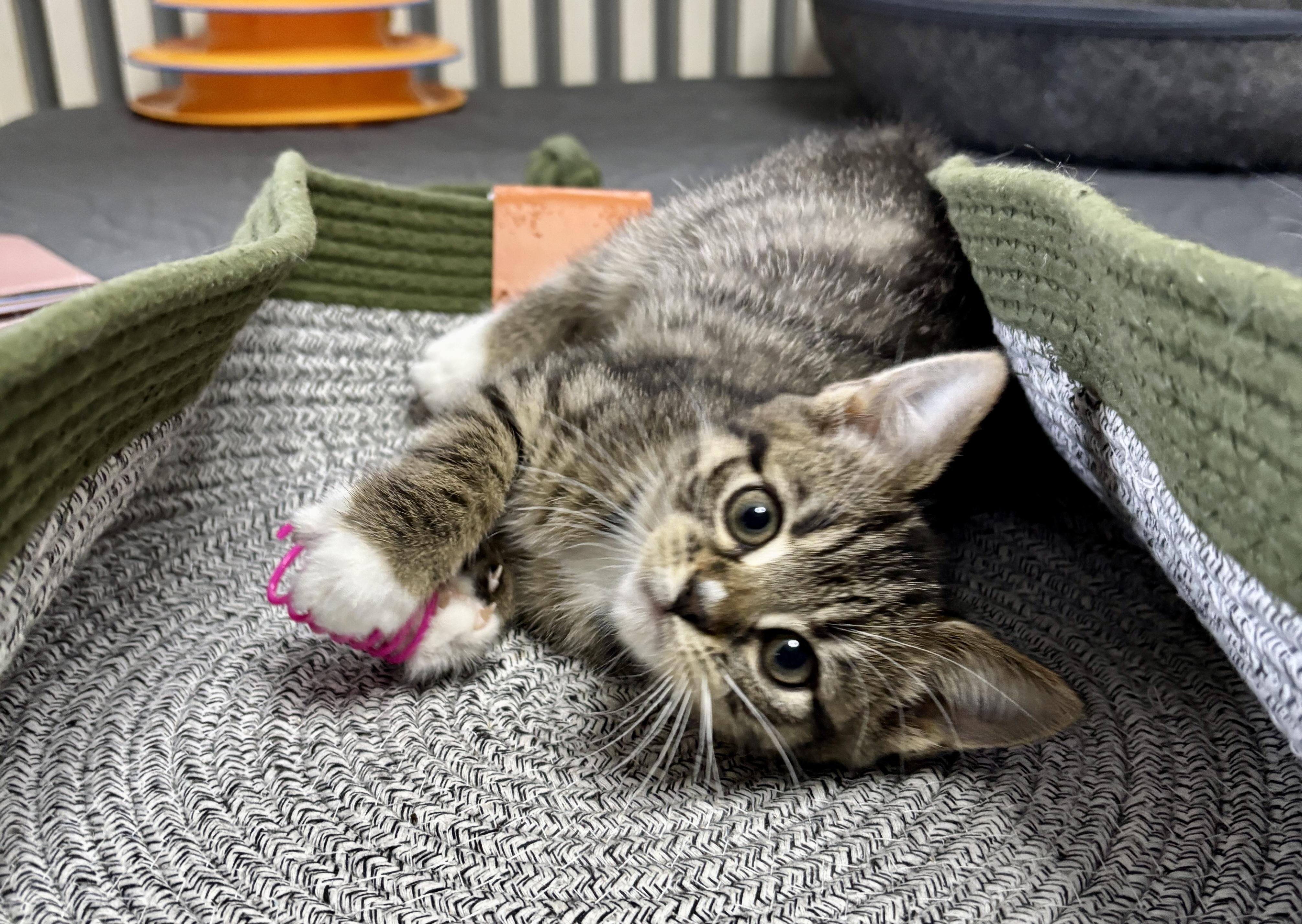 Enlarge Muffs, an adopted mixed breed in Vineyard Haven, MA image 5/6