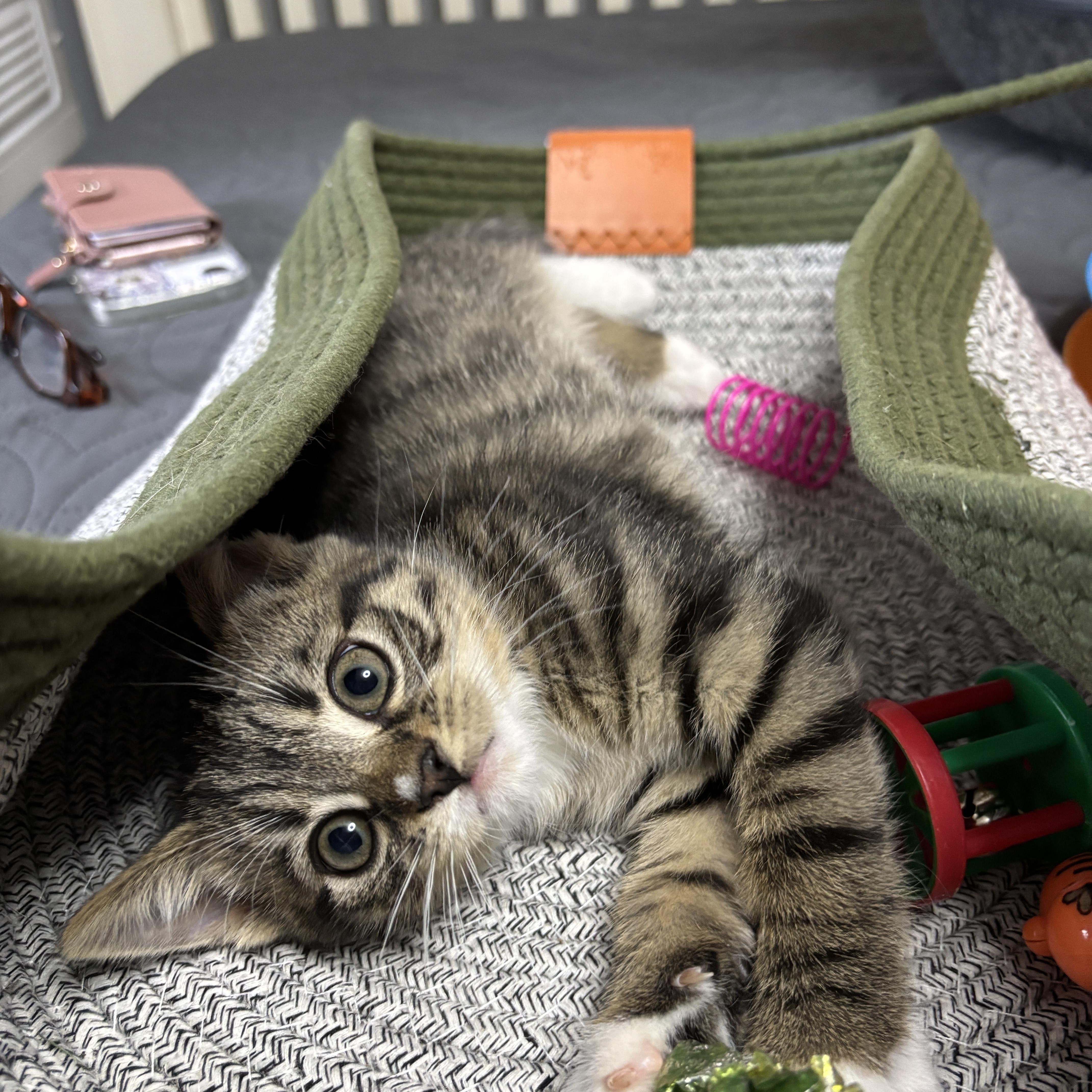 Enlarge Muffs, an adopted mixed breed in Vineyard Haven, MA image 6/6