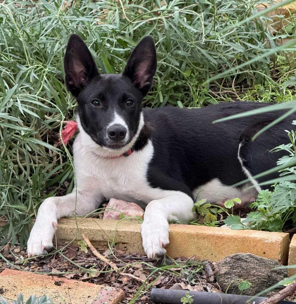 Arlo, Young Male unknown