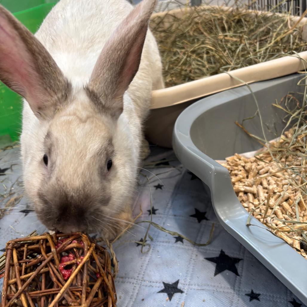 Meowth, a Adoptable Bunny Rabbit in Puslinch, ON image 1/6