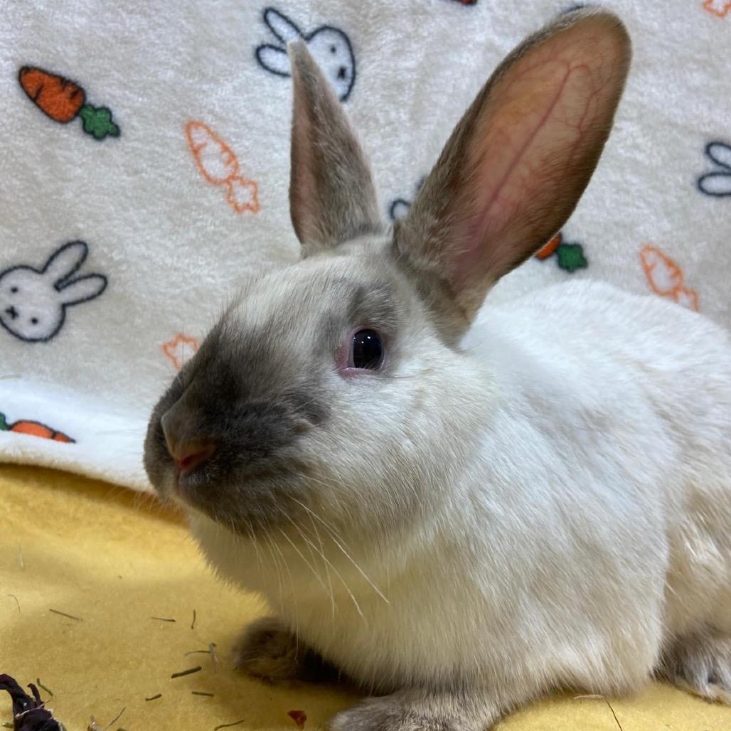 Meowth, a Adoptable Bunny Rabbit in Puslinch, ON image 2/6