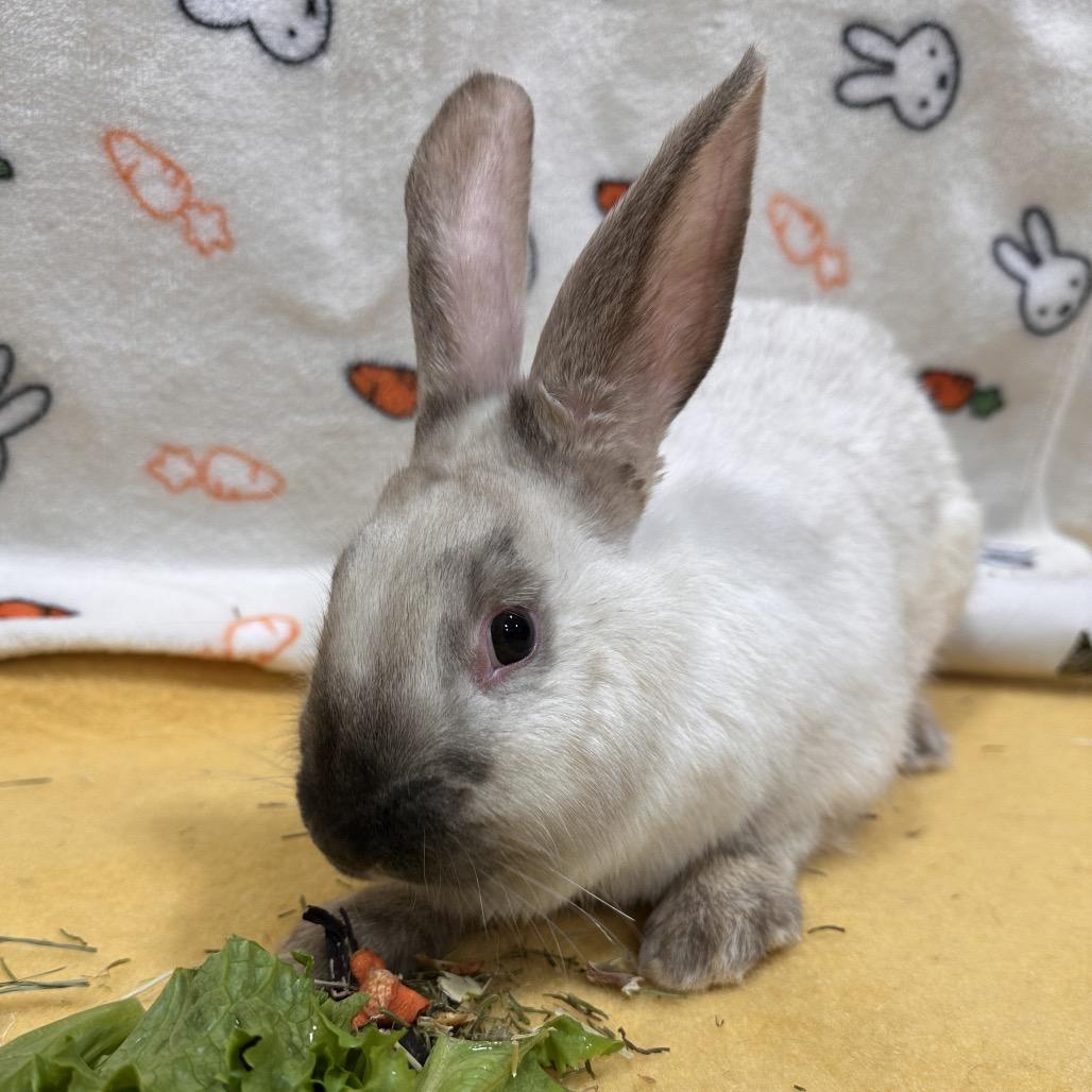 Meowth, a Adoptable Bunny Rabbit in Puslinch, ON image 3/6