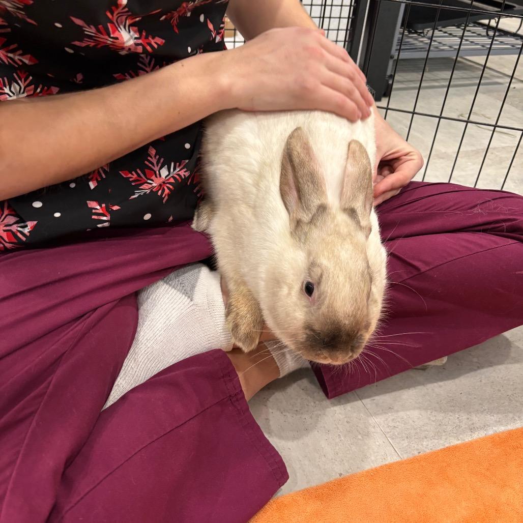 Meowth, a Adoptable Bunny Rabbit in Puslinch, ON image 4/6