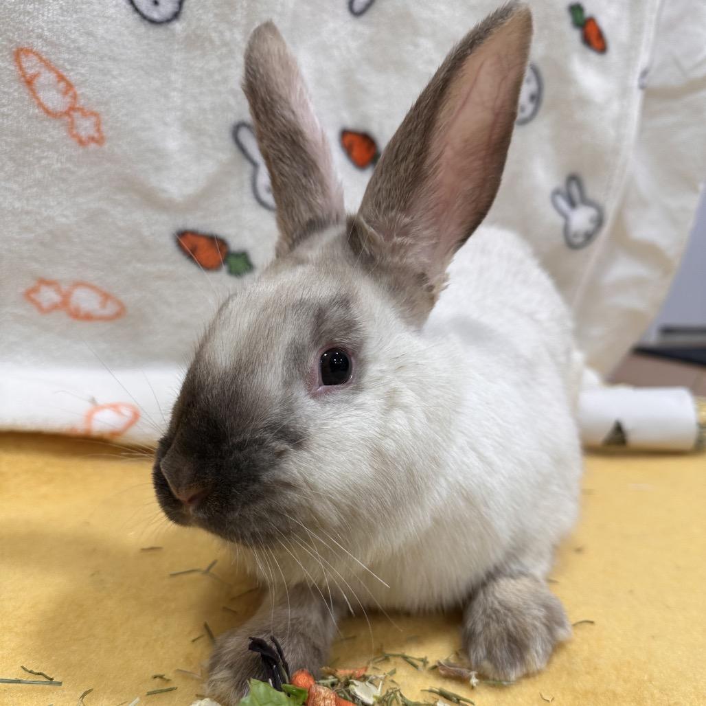 Meowth, a Adoptable Bunny Rabbit in Puslinch, ON image 5/6