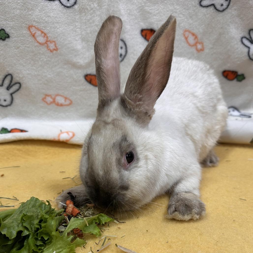 Meowth, a Adoptable Bunny Rabbit in Puslinch, ON image 6/6