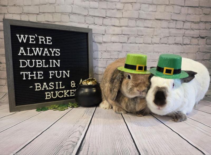 Enlarge Bucket, a Adoptable Californian in Columbus, OH image 1/2