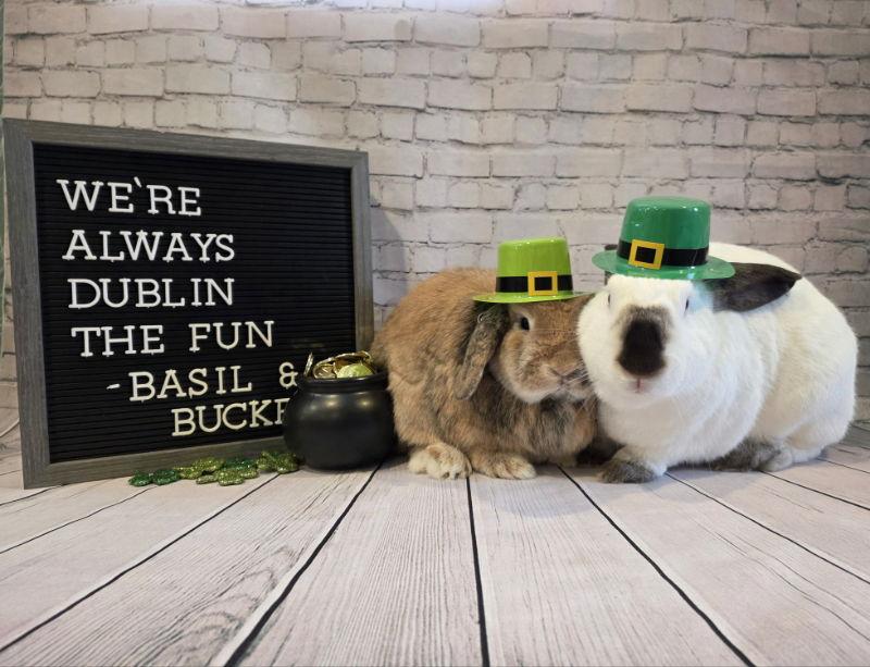 Enlarge Bucket, a Adoptable Californian in Columbus, OH image 2/2