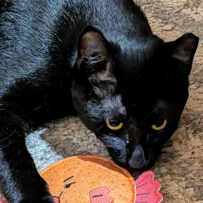 Nova (24-6322), Adoptable, Young Male Domestic Short Hair.