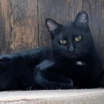 Enlarge Nova (24-6322), a Adoptable Domestic Short Hair in Gordonsville, TN image 2/6