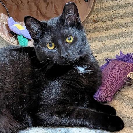 Enlarge Nova (24-6322), a Adoptable Domestic Short Hair in Gordonsville, TN image 3/6