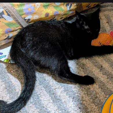 Enlarge Nova (24-6322), a Adoptable Domestic Short Hair in Gordonsville, TN image 4/6