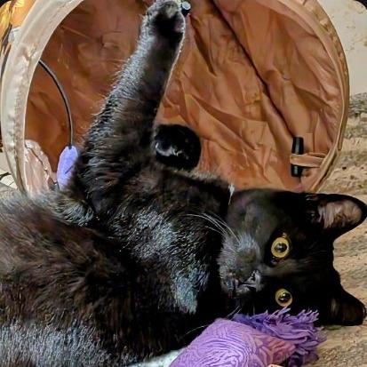 Enlarge Nova (24-6322), a Adoptable Domestic Short Hair in Gordonsville, TN image 5/6