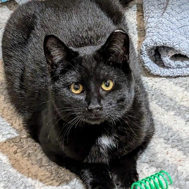 Enlarge Nova (24-6322), a Adoptable Domestic Short Hair in Gordonsville, TN image 6/6