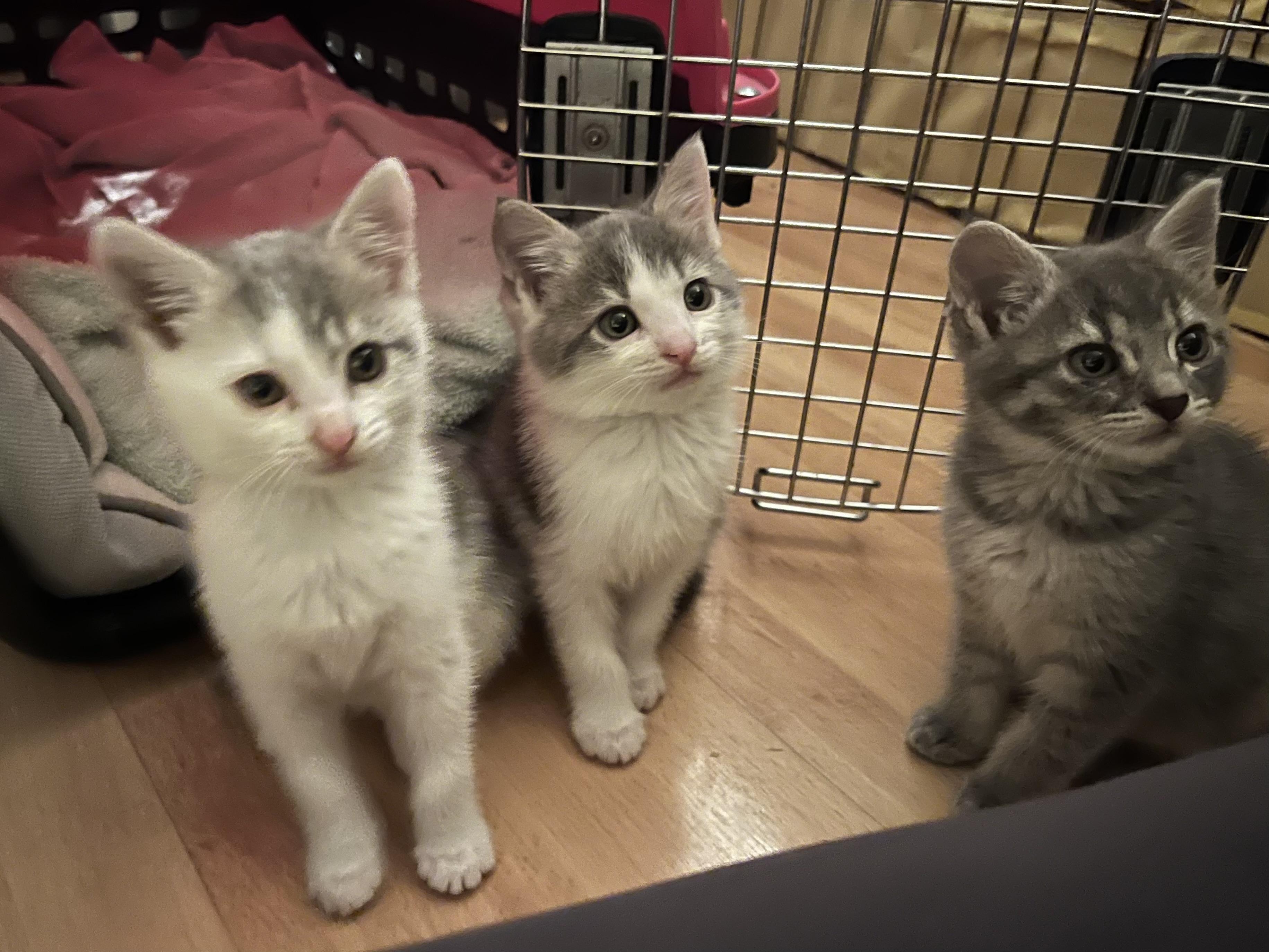 Clover, a ADOPTABLE Domestic Medium Hair in Dixon, CA image 3/5