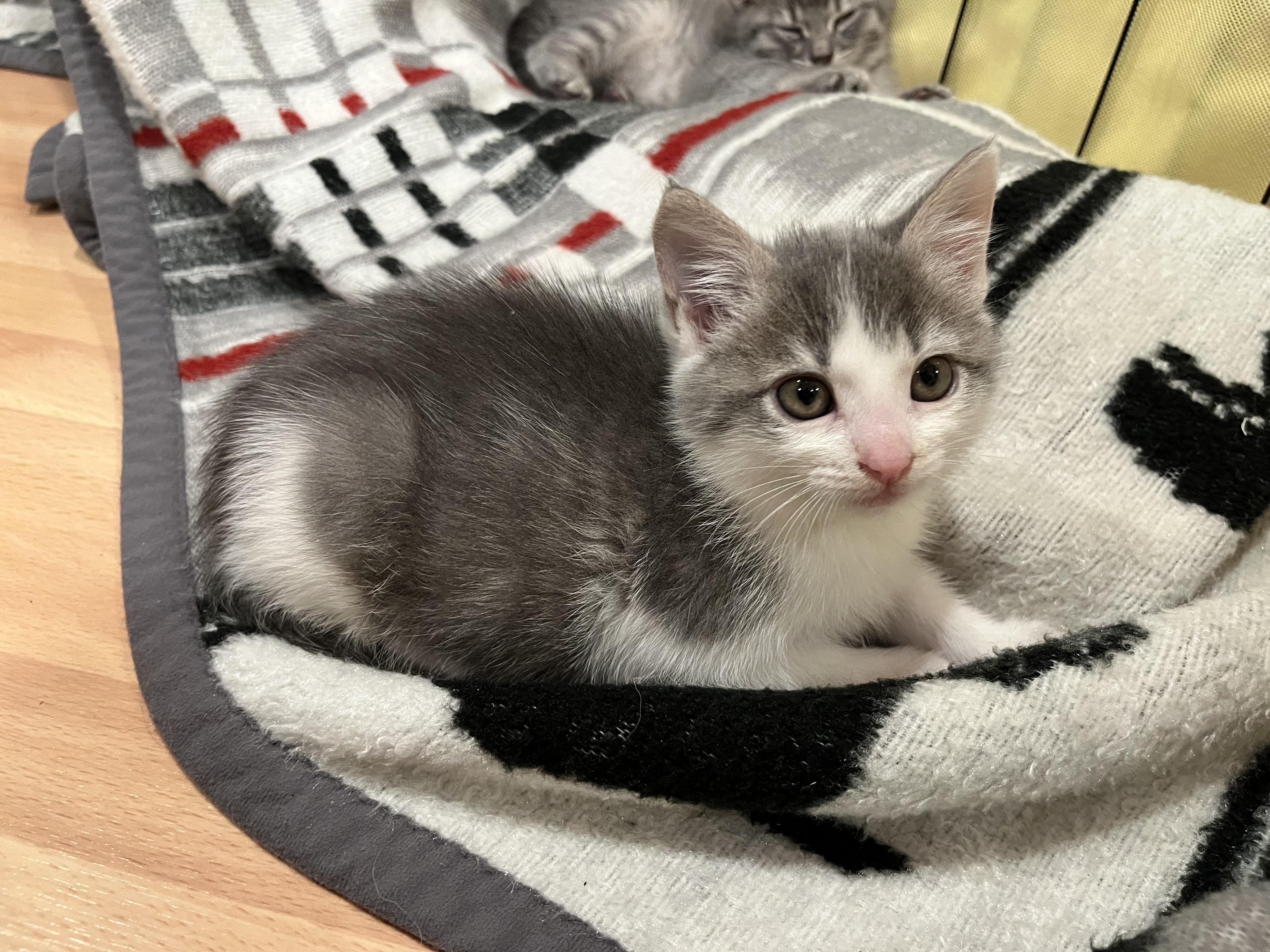 Clover, a ADOPTABLE Domestic Medium Hair in Dixon, CA image 2/5