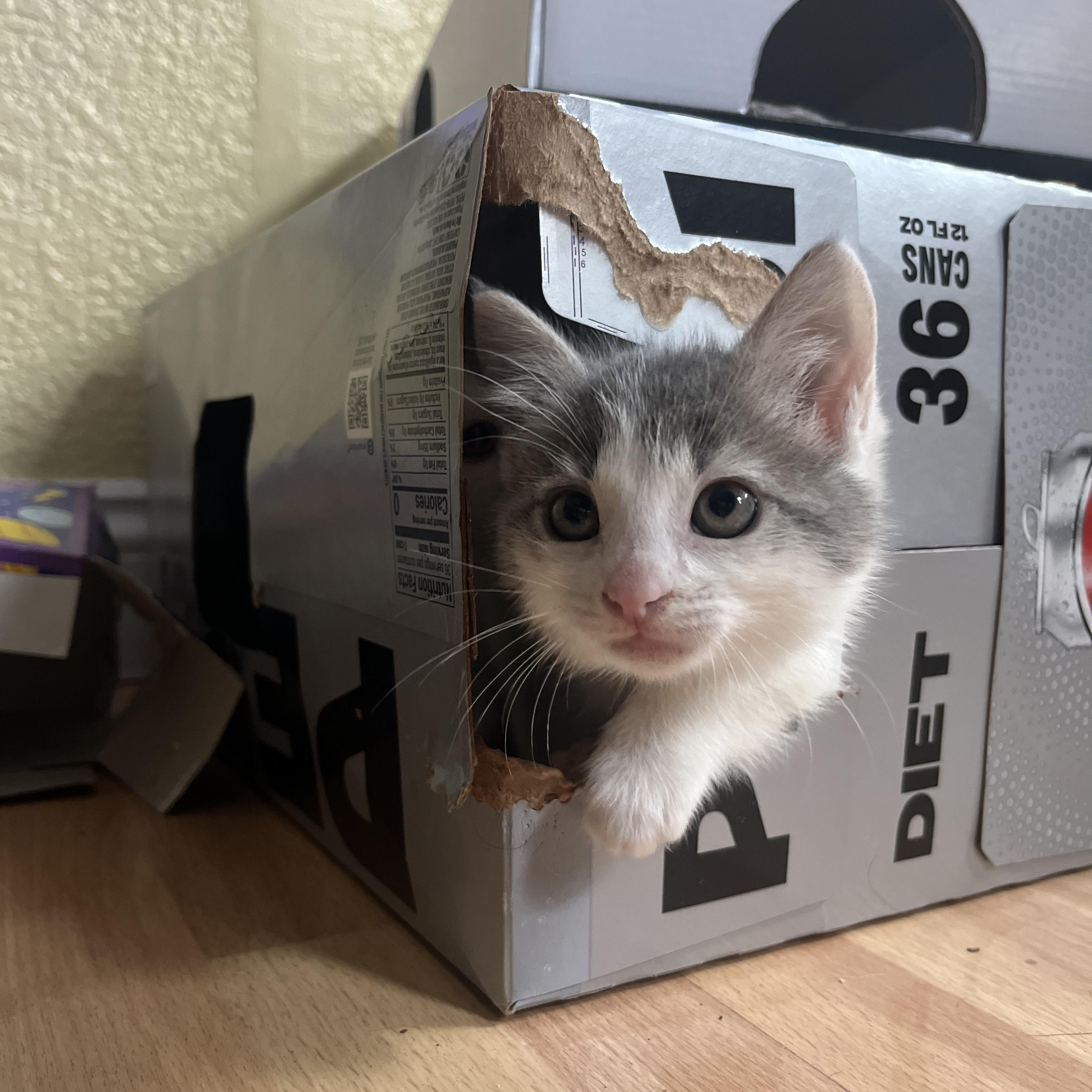 Clover, a ADOPTABLE Domestic Medium Hair in Dixon, CA image 4/5