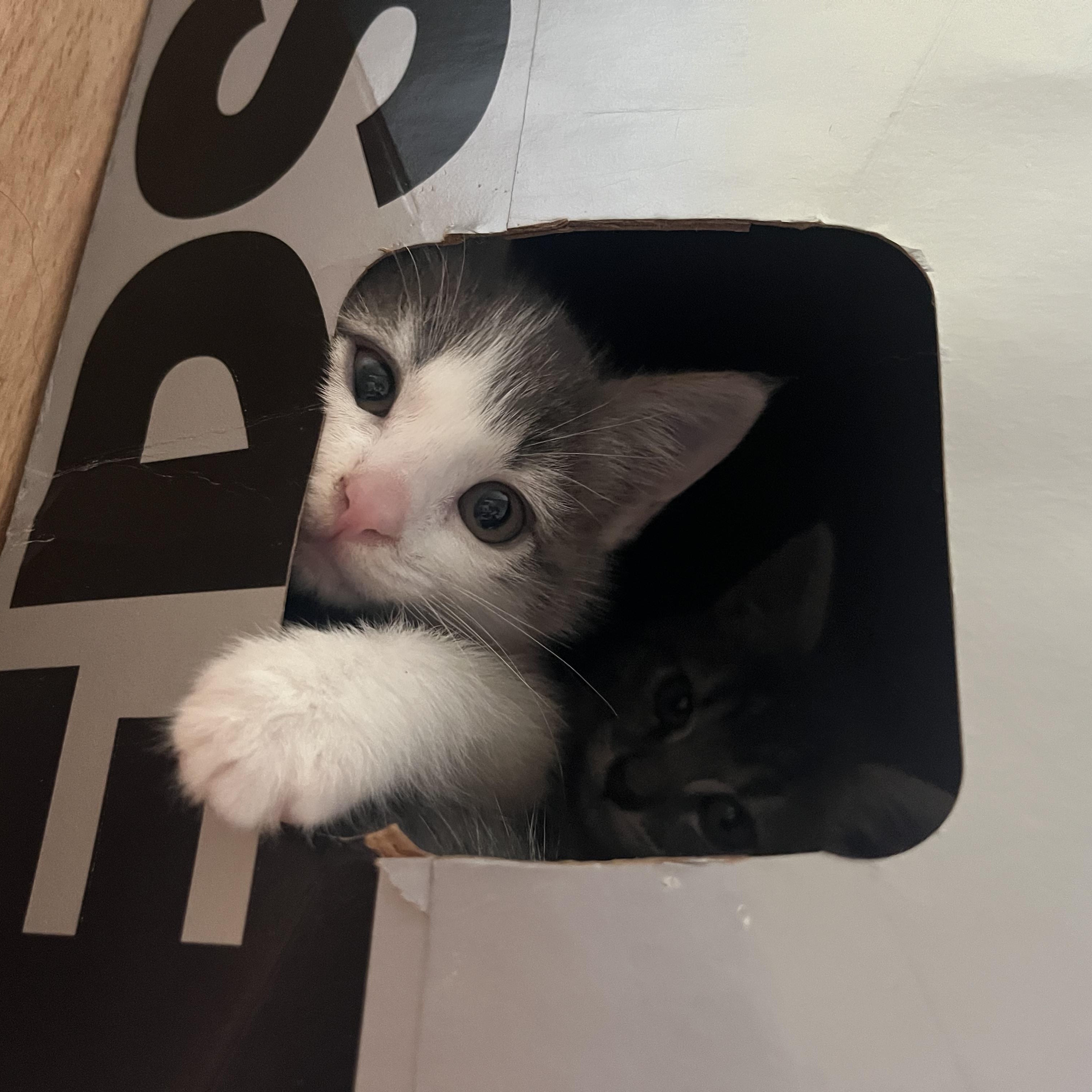 Clover, ADOPTABLE, Kitten Female Domestic Medium Hair.