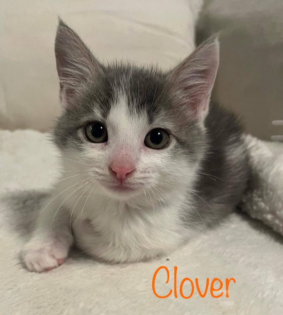 Clover, a ADOPTABLE Domestic Medium Hair in Dixon, CA image 5/5
