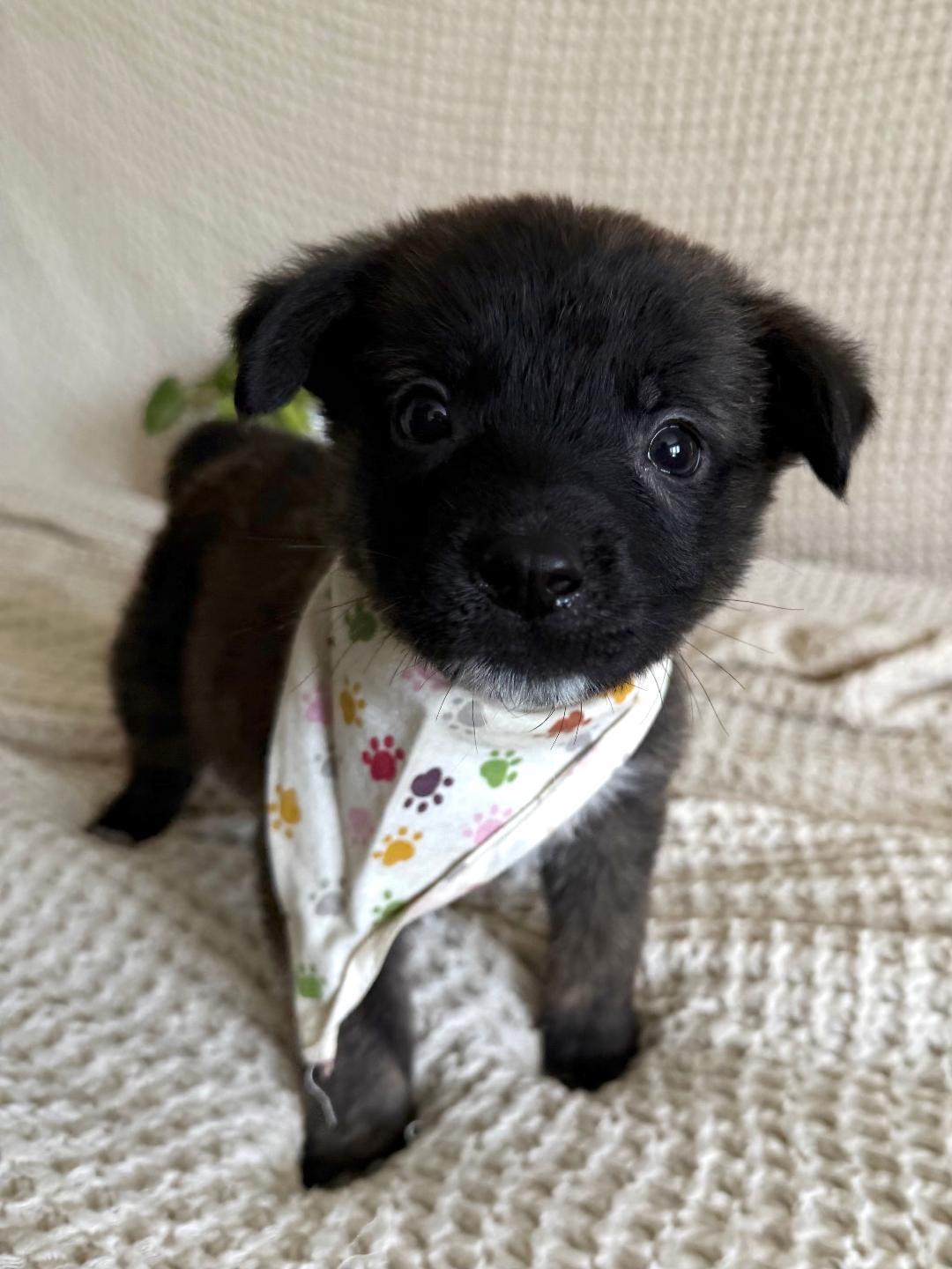 Enlarge Pico - Shepherd litter, a Adoptable mixed breed in Los Angeles, CA image 4/5
