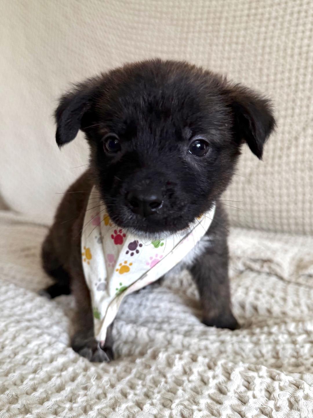 Enlarge Pico - Shepherd litter, a Adoptable mixed breed in Los Angeles, CA image 1/5