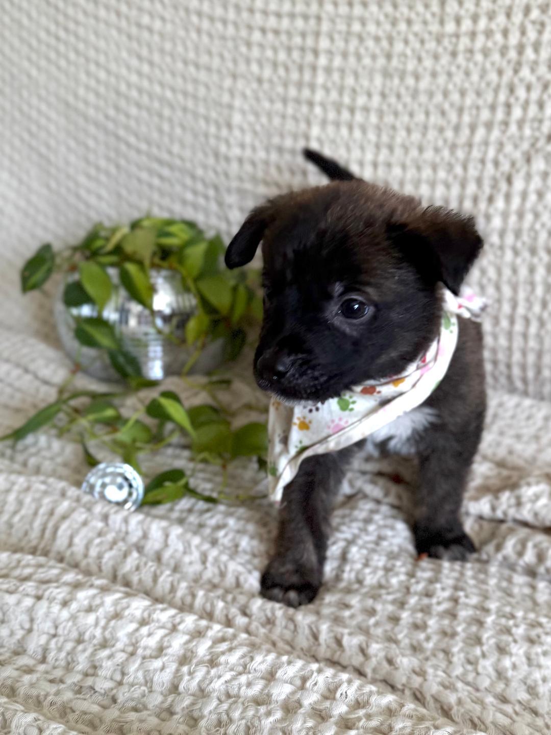 Enlarge Pico - Shepherd litter, a Adoptable mixed breed in Los Angeles, CA image 5/5